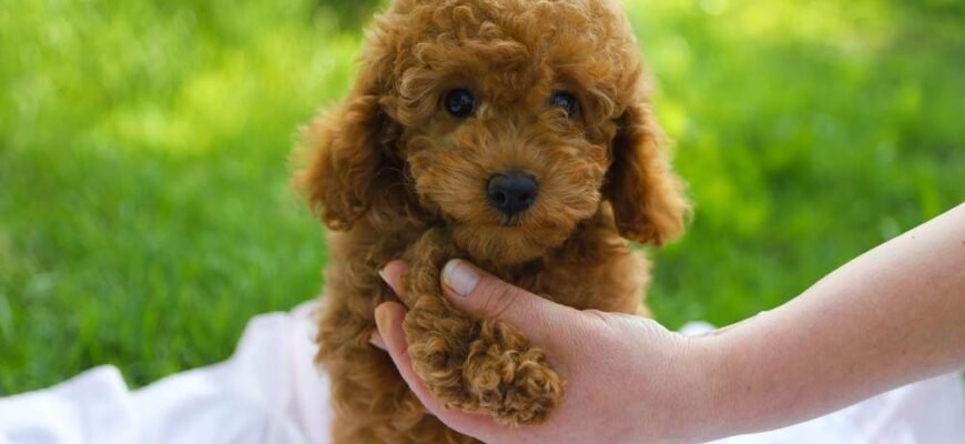 Порода: маленька коричнева кучерява собака – все про вибір улюбленця