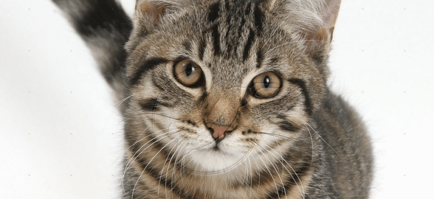 Порода котів таббі: особливості, догляд та характер улюбленців