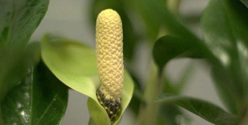 Як цвіте заміокулькас: поради з догляду та спостереження цвітіння