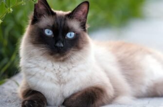 Гарні породи котів: вибір ідеальних пухнастих компаньйонів для вас