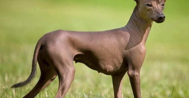 Вибір породи лисих собак: особливості, догляд та рекомендації