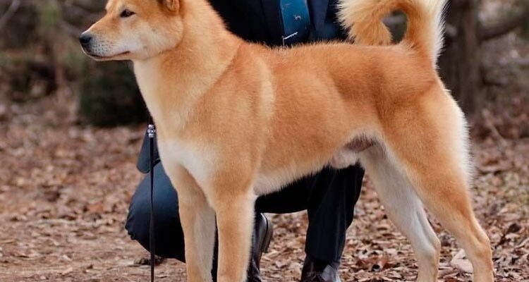 Корейська порода собак: вивчення унікальних характеристик та історії