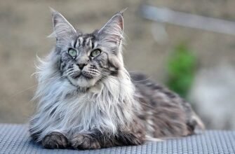 Найкращі породи великих котів: особливості та уход за улюбленцями