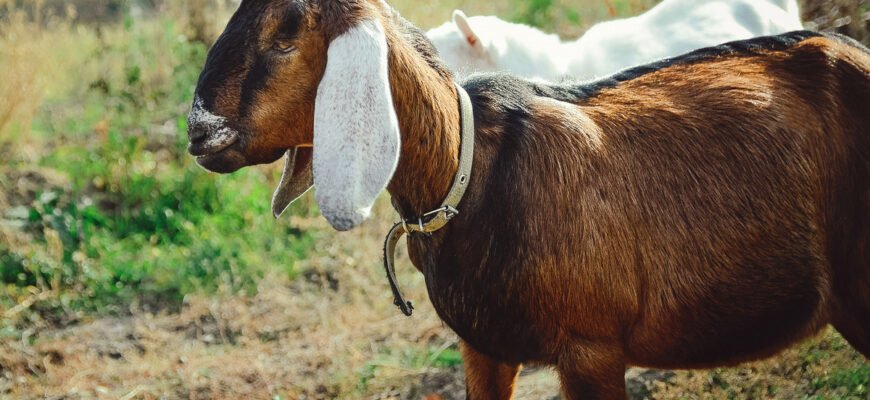 Кращі породи кіз для вашого господарства: оберіть свою ідеальну!