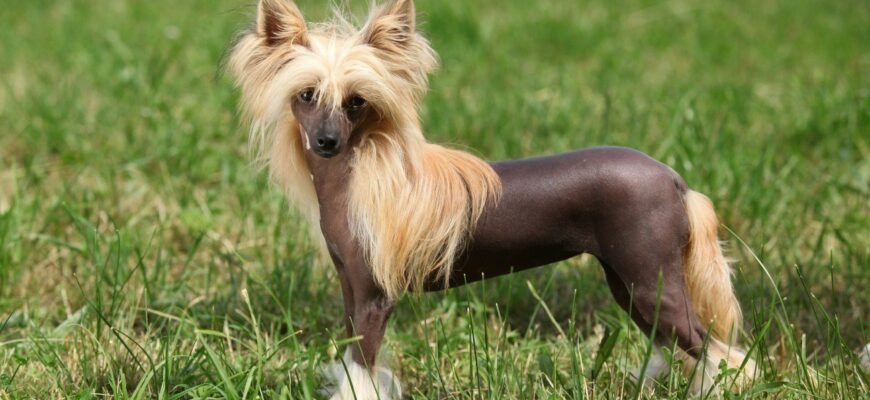 Лисі породи собак: Особливості догляду та популярні представники