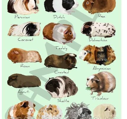 Обираємо морську свинку: популярні породи та їх особливості