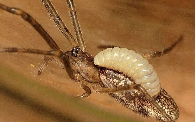 Хто такі паразити: визначення, приклади та особливості