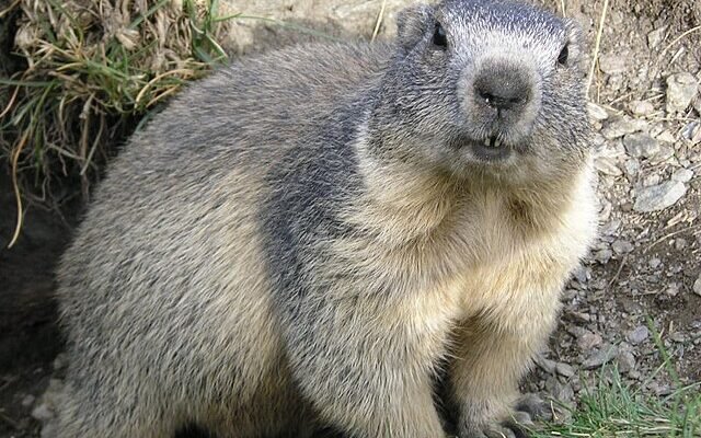 Хто такий бабак: розкриваємо деталі життя цих звірів