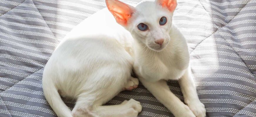 Орієнтал: унікальна та елегантна порода котів для вашого дому