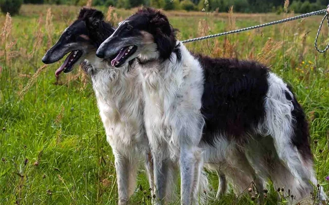 Русская порода собак: особливості, догляд та популярні види