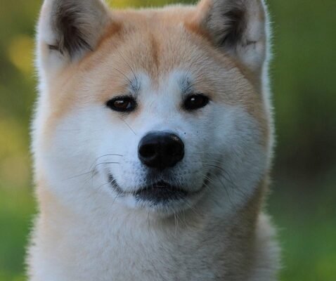 Порода Хатико: характеристика, догляд та особливості акити-іну