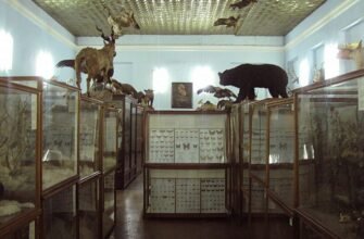 Зоологічний музей Дніпровського національного університету: відкриття та колекції