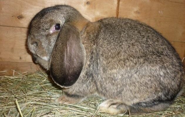 Найкраща м’ясна порода кролів: Як обрати ідеальний варіант