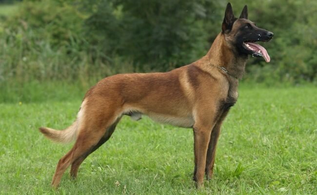 Найкращі породи службових собак: вибір надійного партнера