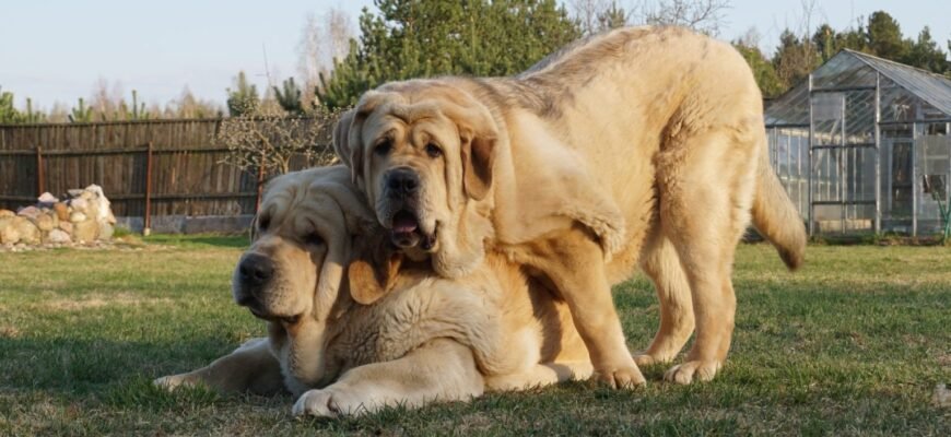 Вибір велетня: найкращі породи великих собак для вашої родини