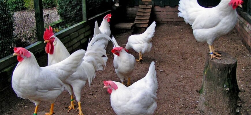 Породи курей несучок: огляд з фотографіями для вашої ферми