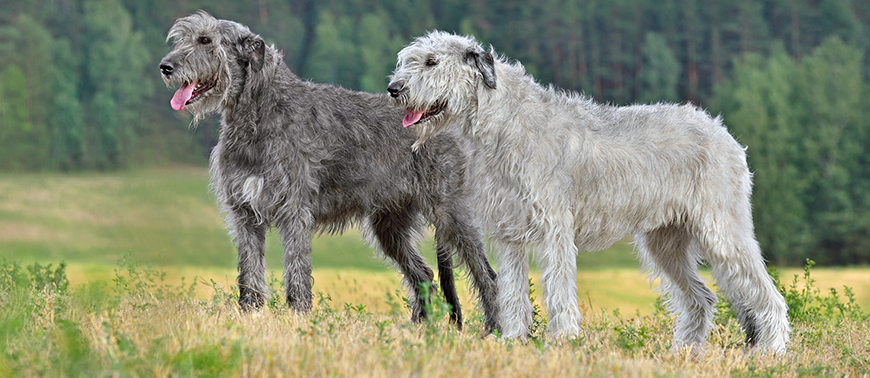 Вибір собаки: особливості утримання великих порід собак