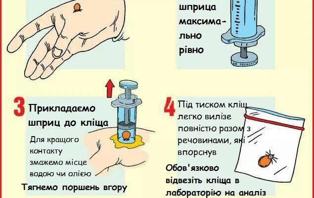 Як витягнути кліща олією: безпечний метод видалення паразита