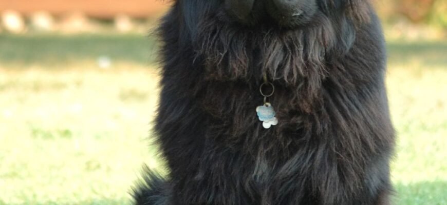 Ньюфаундленд: особливості породи і поради з догляду за собакою