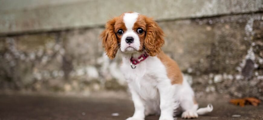 Порода кавалер: все про характер, догляд та особливості цих собак