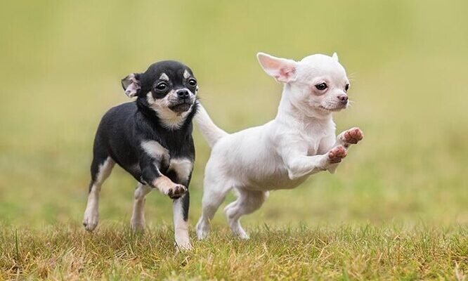 Маленька собачка порода: огляд популярних і чарівних улюбленців