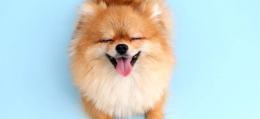 Кращі породи собак маленьких: оберіть ідеального домашнього улюбленця