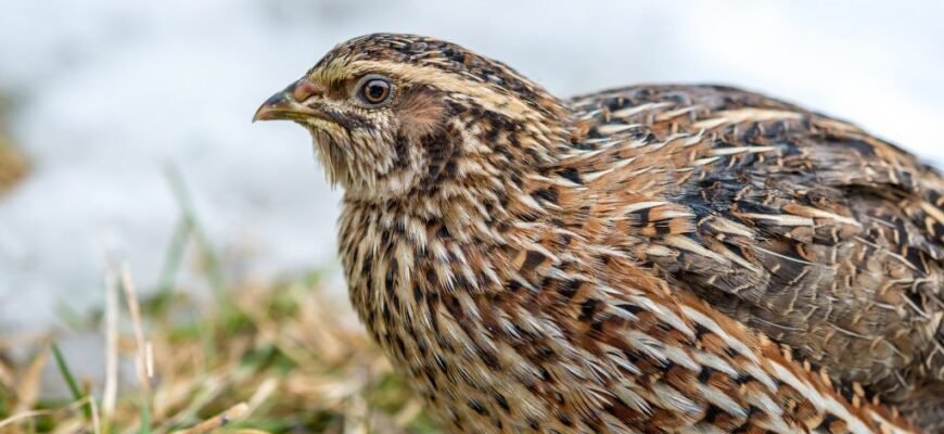 Топ породи перепелів: вибір найкращих для домашнього господарства