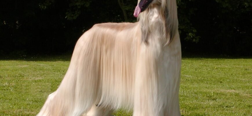 Найдорожча порода собак: огляд цін та характеристик у 2023 році