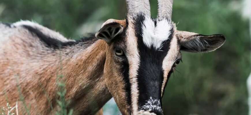 Повний огляд: всі породи кіз для ваших потреб та умов утримання