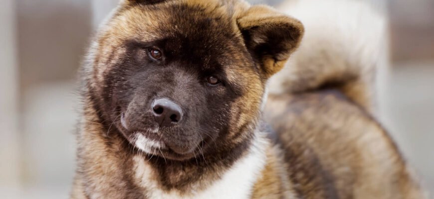 Порода собаки акіта: опис, характеристика та догляд за вихованцем