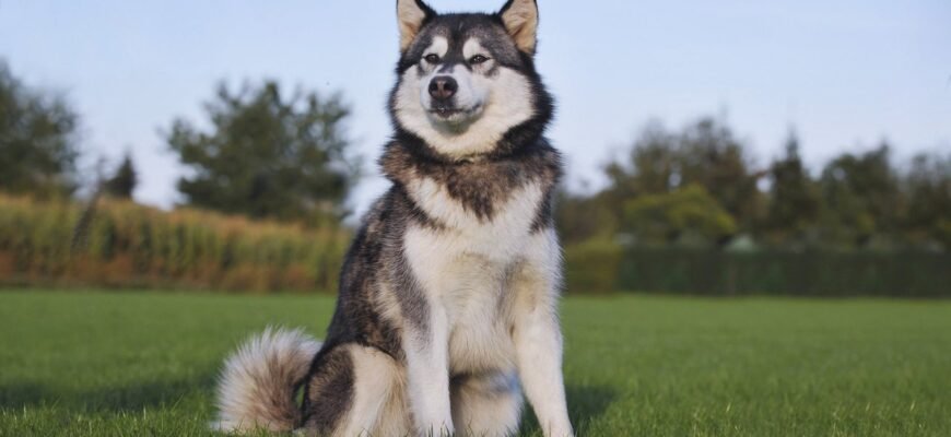 Порода, схожа на хаскі: найкращі альтернативи для вашого дому