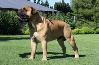 Породи великих собак з фотографіями: оберіть свого велетня!