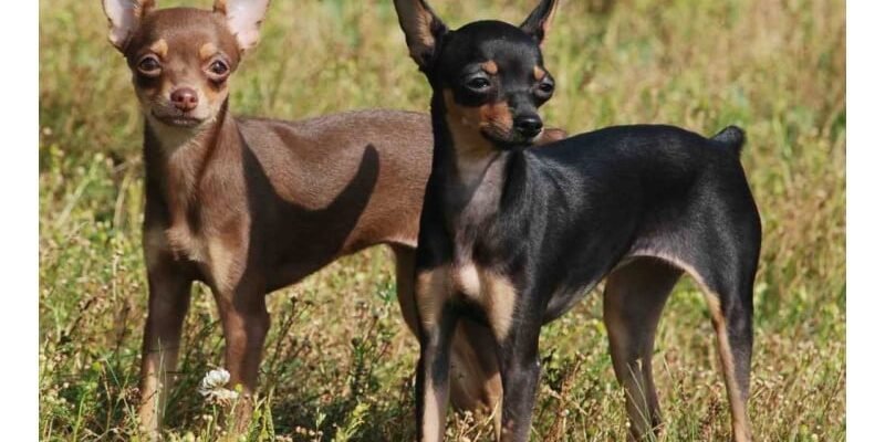 Порода собак той тер’єр: характеристика, догляд та особливості утримання