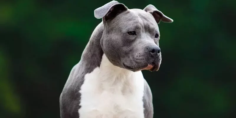 Бійцівські породи собак: особливості, догляд та основні характеристики