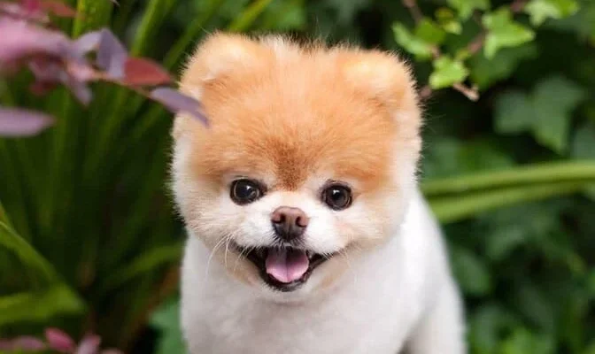 Топ найкрасивіших порід собак: вибір самої красивої породи собак