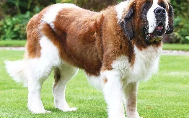 Великі породи собак для дітей: обираємо найкращого друга сім’ї