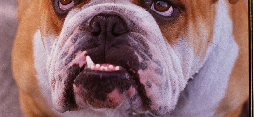 Відмінності та особливості популярної породи бульдога для власників