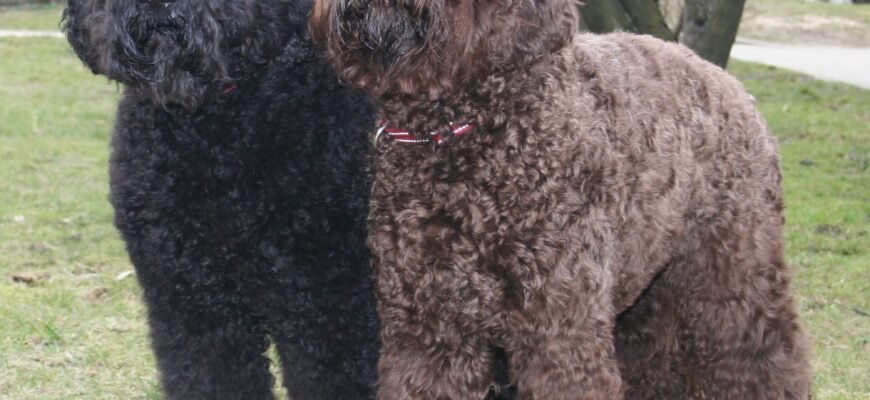 Барбет порода собак: особливості, догляд та характер цього улюбленця