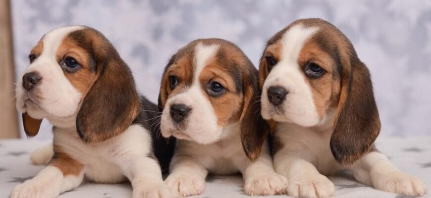 Топ схожих порід на бігля: знайдіть ідеальну собаку-партнера