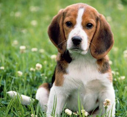 Коротка характеристика породи мисливських собак з назвою в 5 літер