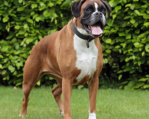 Вибір породи собак 6 букв: як знайти ідеального улюбленця?