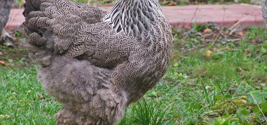 Вибір м’ясної породи курей: особливості та переваги для фермерів