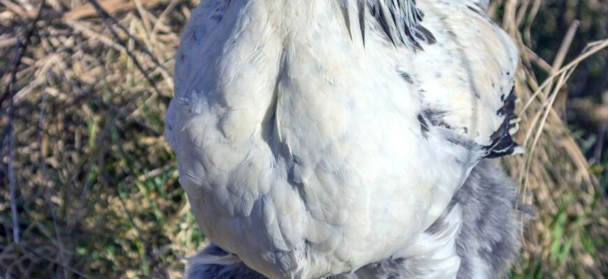 Великі породи курей: найкращі варіанти для вашої ферми