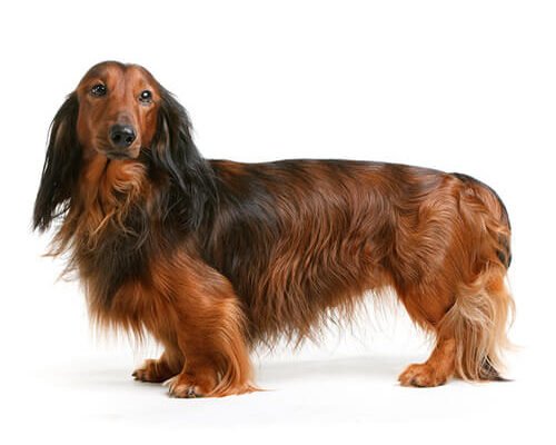 Велика такса: особливості породи, догляд та утримання вдома