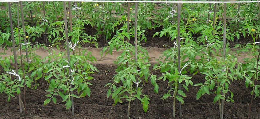 Як садити помідори: поради та рекомендації для успішного врожаю