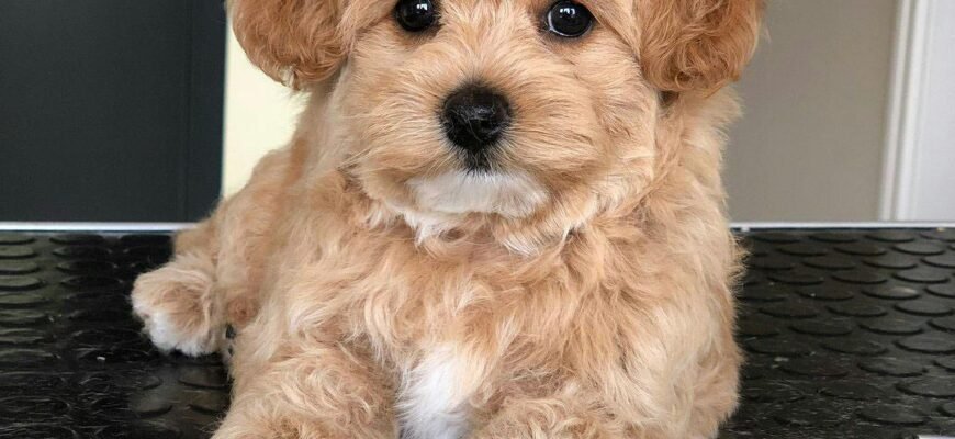 Ціна на мальтипу: скільки коштує ця порода собак в Україні?