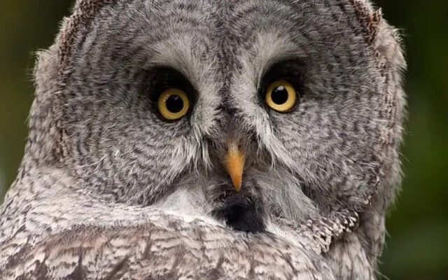 Хто їсть білку: дізнайтеся природних хижаків білок у дикій природі