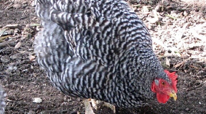 Сірі кури порода: огляд, характеристики та переваги утримання