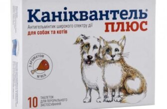 Каніквантель: ефективний засіб від паразитів для улюбленців