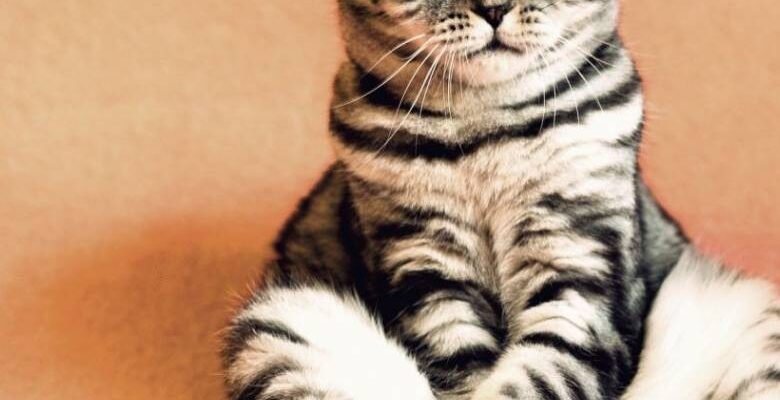 Хто спочатку їсть, а потім вмивається: знайдіть відповідь тут!